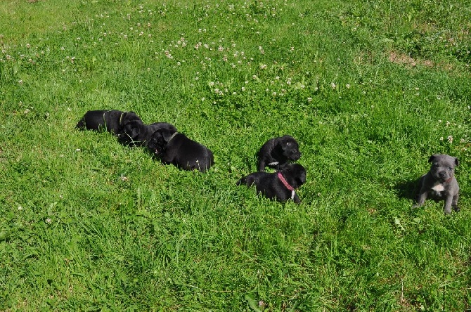 de bluedogcity - Premiere sortie des chiots dans le jardin 