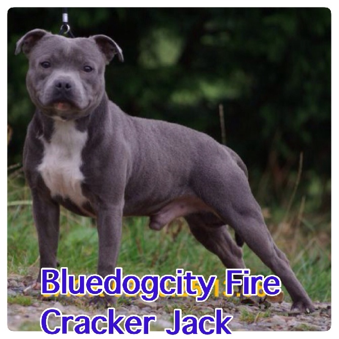 de bluedogcity - Bluedogcity Fire Cracker Jack 
