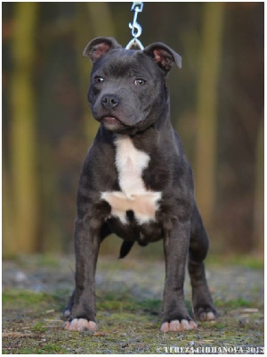 de bluedogcity - Bluedogcity I´am Prince Blue fils de CH.Charmonics Blue Moon