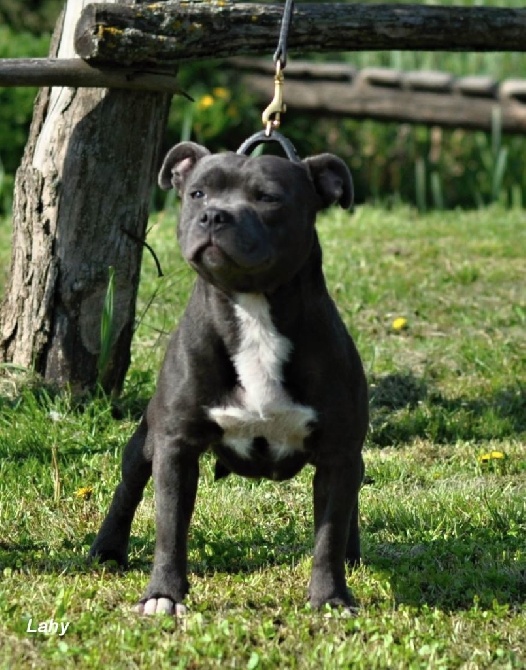 de bluedogcity - Nouveau Jeune Champion Bluedogcity I am Prince J.R