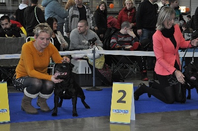 de bluedogcity - National dog show Brno CZ Trufflestaff Boniti Bohani 2 excellent 