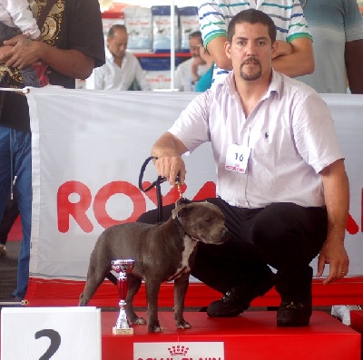 de bluedogcity - Special Regional Club Show The Type Bull and Terrier 