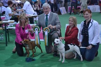 de bluedogcity -  la soeur Vice Champione du Monde CH Carbonarastaff Vern Karn Loniek