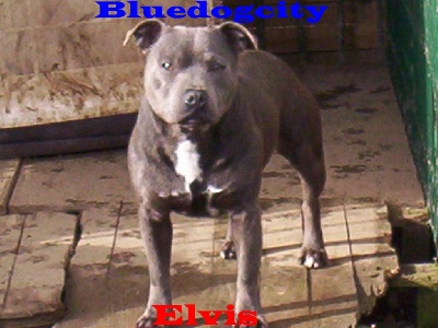 de bluedogcity - Bluedogcity Elvis tres beau chez de la vallée de l'eau vive