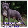  - Bluedogcity Fire Cracker Jack 