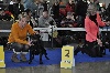  - National dog show Brno CZ Trufflestaff Boniti Bohani 2 excellent 