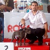  - Special Regional Club Show The Type Bull and Terrier 