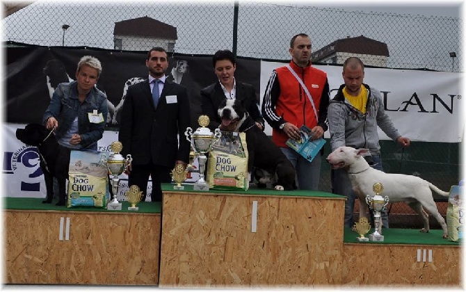 de bluedogcity - Nouveau Champion Darwin BDC Domidar Z'Hambalek Busin