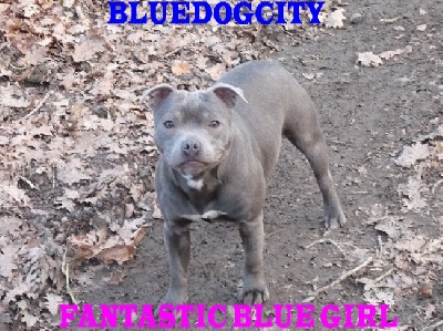 de bluedogcity - Bluedogcity Fantastic Blue Girl une bien belle petite