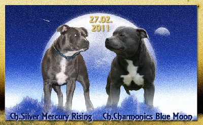 de bluedogcity - Saillie Ch.Silver Mercury Rising et Ch.Charmonics Blue Moon 