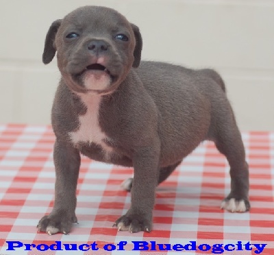de bluedogcity - Pur produit de Bluedogcity 