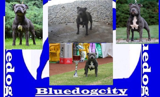de bluedogcity - Bluedogcity 3 Champions produit sous notre affix 