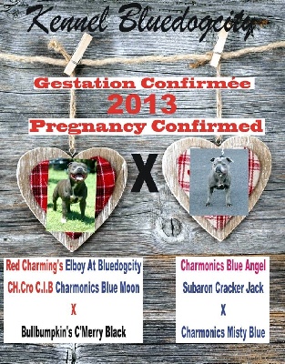 de bluedogcity - Gestation Confirmé de Charmonics Blue Angel ;)