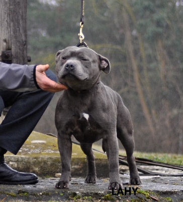 de bluedogcity - New champion Croatia CH.Multi JCH.Seraf Blue Angel Fransimo Bohemia