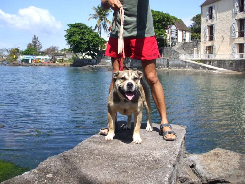 Diesel-vince de bluedogcity