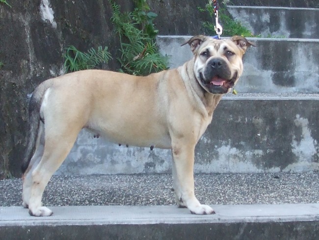 Dona-lisa de bluedogcity