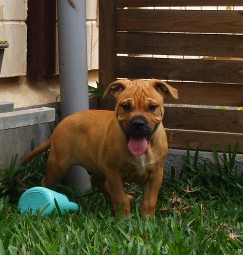 El'chad de bluedogcity