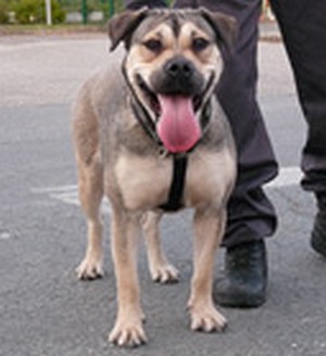 Dolly-lee de bluedogcity