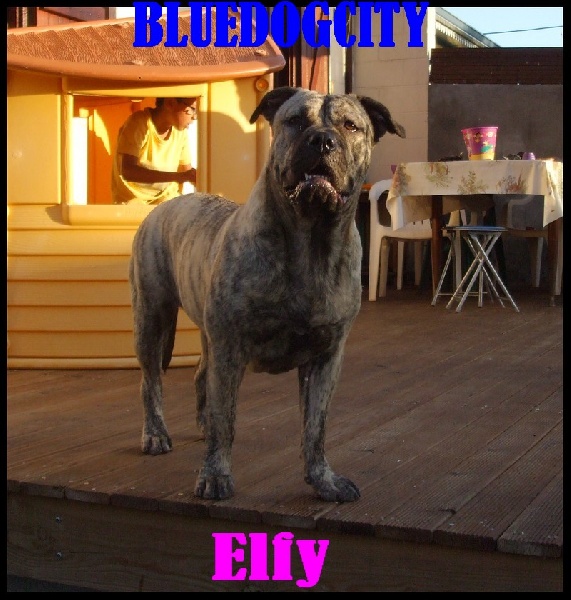 Elfy de bluedogcity