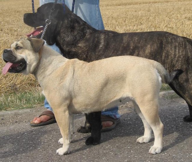 Dracynéa love de bluedogcity