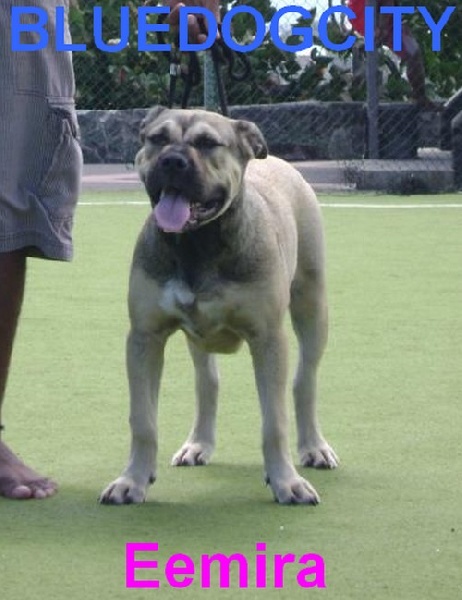 Eemira de bluedogcity