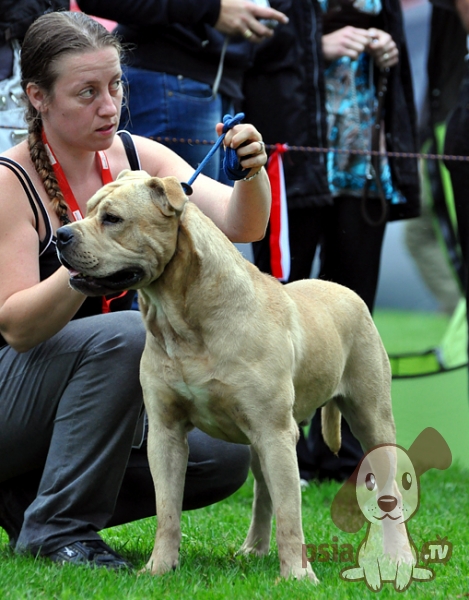 Eclair rainbow junior de bluedogcity