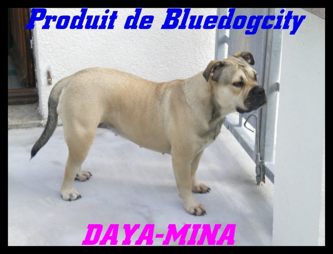 Daya-mina de bluedogcity