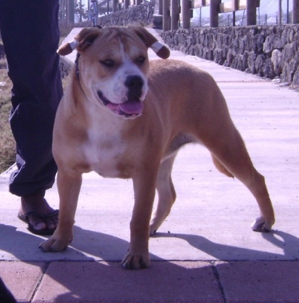 Ferza-dora de bluedogcity