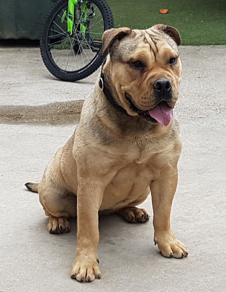 Venuss cazador del torros