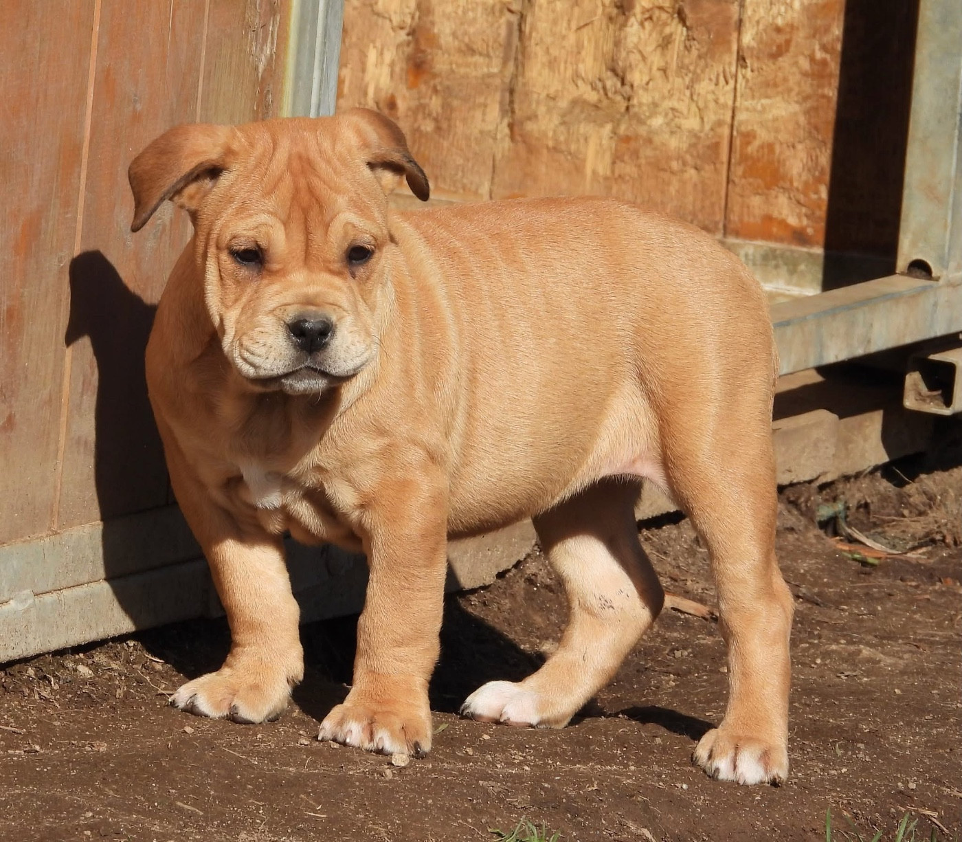 de bluedogcity - Chiots disponibles - Dogue de Majorque