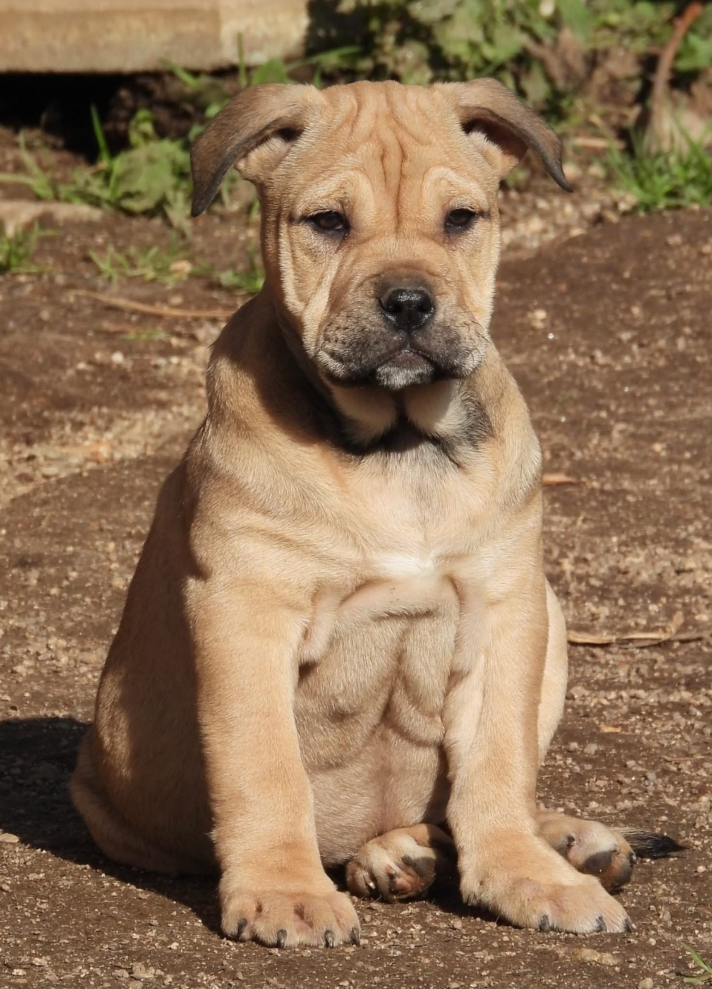 de bluedogcity - Chiots disponibles - Dogue de Majorque