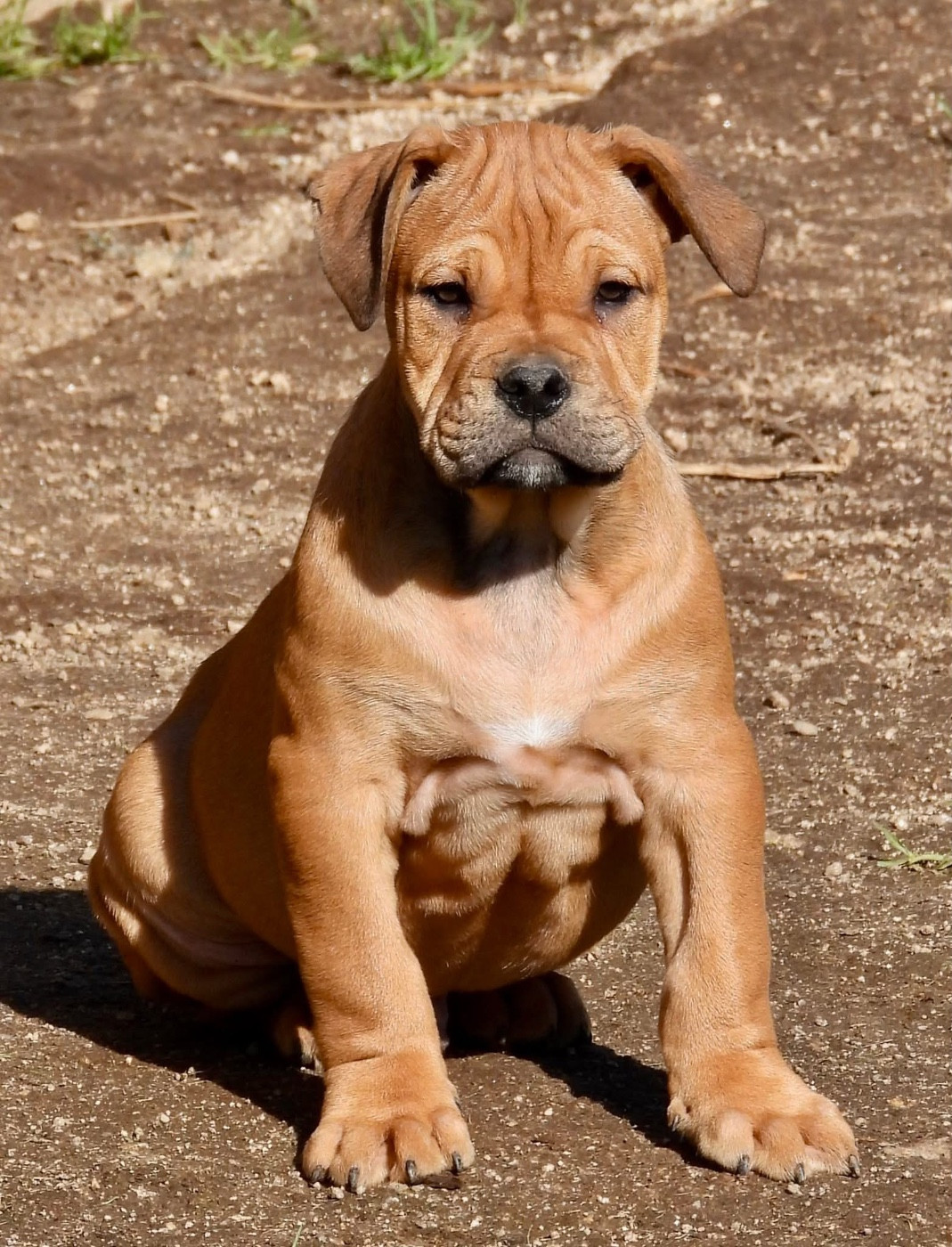 de bluedogcity - Chiots disponibles - Dogue de Majorque