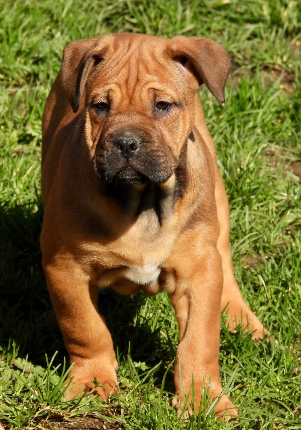 de bluedogcity - Chiots disponibles - Dogue de Majorque