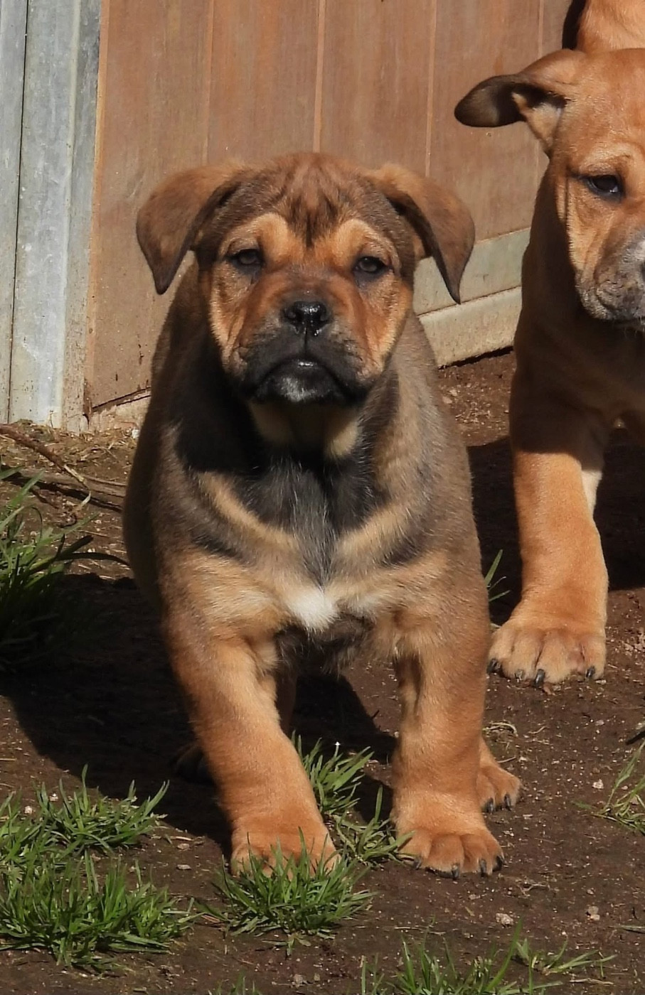 de bluedogcity - Chiots disponibles - Dogue de Majorque